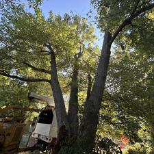 Tree-Removal-and-Sawmill-Services-project-in-Sudlersville-MD 5